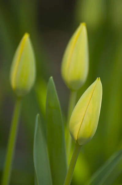 Tre boccioli di tulipano giallo-verde — Foto Stock