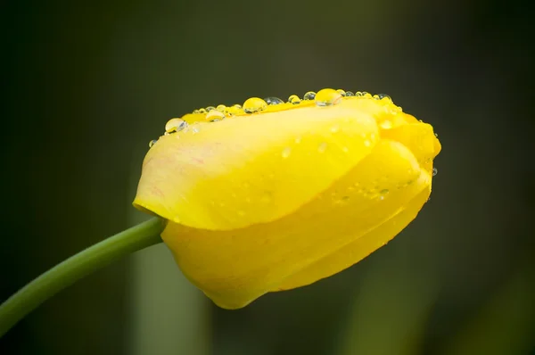 Tulipa amarela segura gotas de chuva em pétalas — Fotografia de Stock