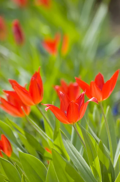 Jardin de tulipes rouges — Photo