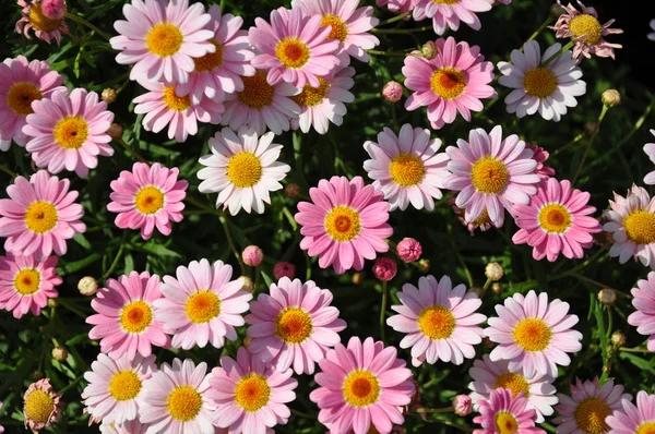 粉色雏菊背景 — 图库照片