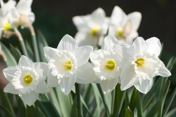 Flores brancas de narciso Fotos De Bancos De Imagens Sem Royalties