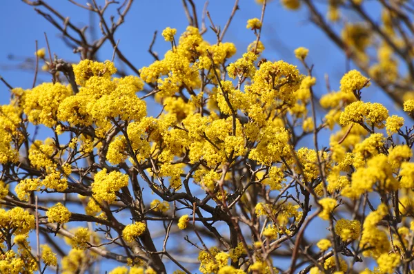 Árbol amarillo floreciente con cielo azul Imágenes de stock libres de derechos