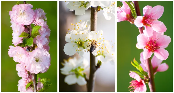 Set di fiori di albero da frutto primaverile — Foto Stock