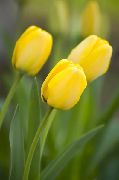 Three yellow tulips — Stock Photo, Image