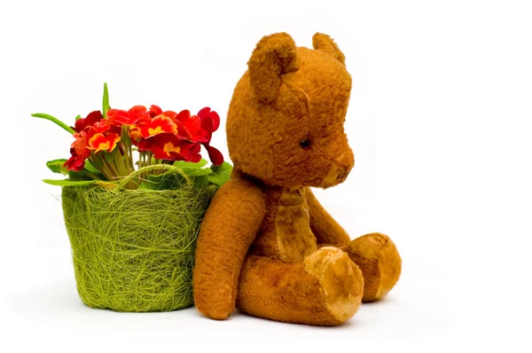 Vintage teddy med primrose blommor — Stockfoto
