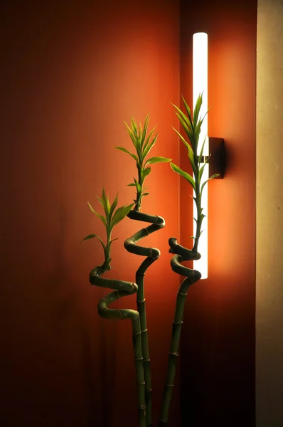 Inredning med grön bambu Stockbild