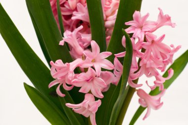 Pink hyacinth background