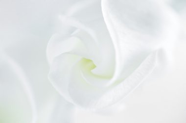 White soft lisianthus flower clipart