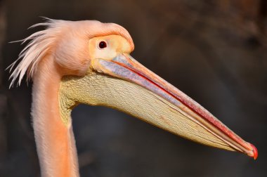 pembe pelican portre