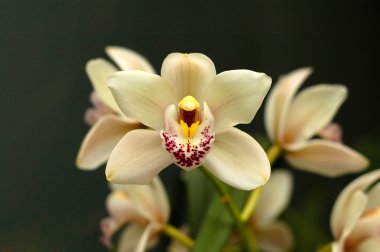 Cymbidium orkide çiçek