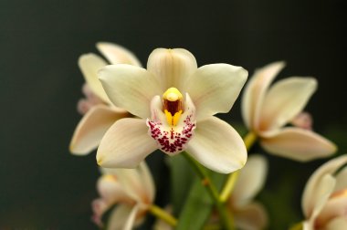 Cymbidium orchid flowers clipart