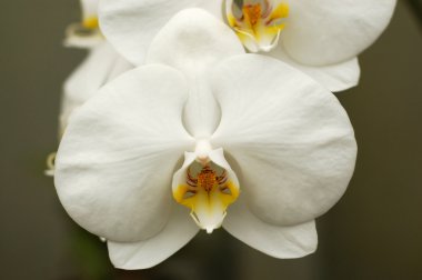 Beyaz phalaenopsis orkide