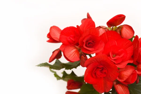 Begonia vermelho fundo — Fotografia de Stock