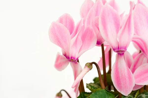 Pink cyclamen background — Stock Photo, Image