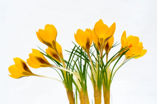 Flores amarelas de croco isoladas — Fotografia de Stock