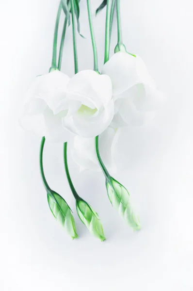 Witte zachte lisianthus bloem — Stockfoto