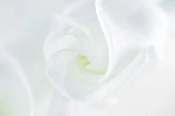 Fiore di lisianto morbido bianco — Foto Stock