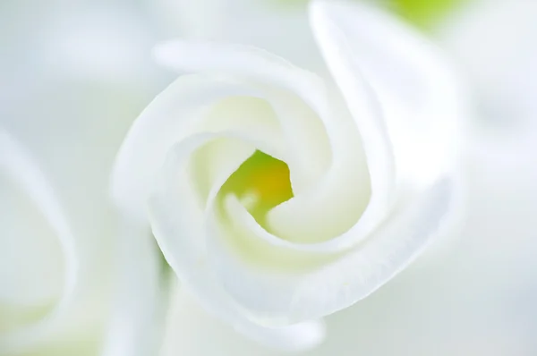 Weiße weiche Lisianthus-Blüte — Stockfoto