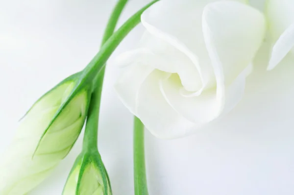 白い柔らかいトルコギキョウの花 — ストック写真