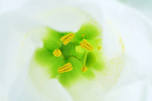 Detail květu bílé lisianthus — Stock fotografie