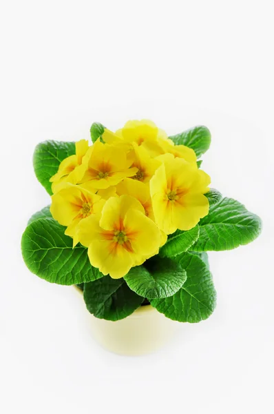 Yellow primrose in pot — Stock Photo, Image