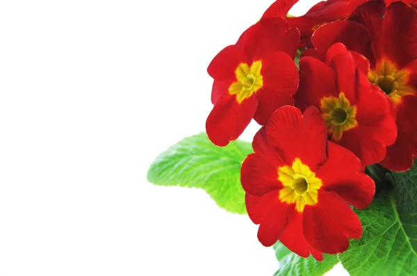 Rode primrose — Stockfoto