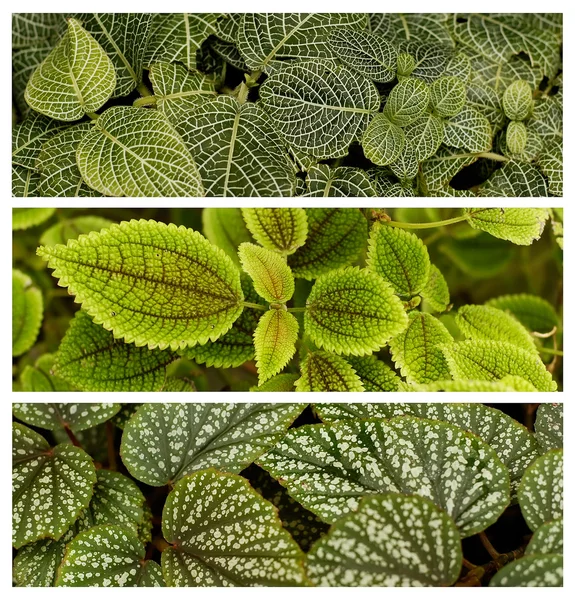 stock image Green patterned leaves background concep