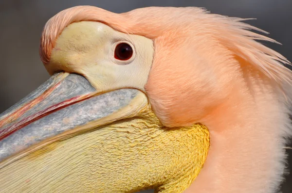 stock image Pink pelican portrait