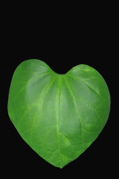 심장 모양의 잎 — 스톡 사진