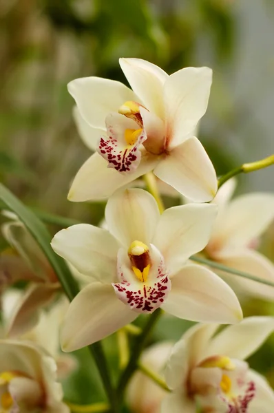 stock image Cymbidium orchid flowers