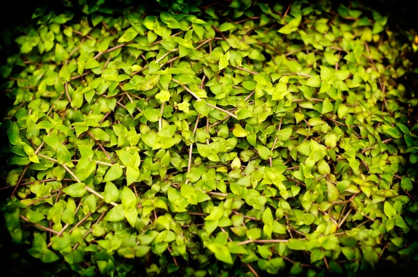 Lomofied Zielona roślina tekstura tło — Zdjęcie stockowe