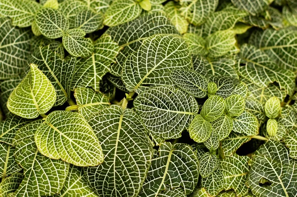 stock image Green patterned leaves background concep