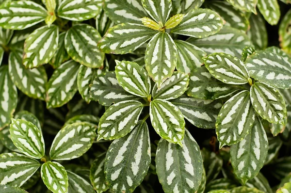 Verde modelado folhas fundo conjectura — Fotografia de Stock