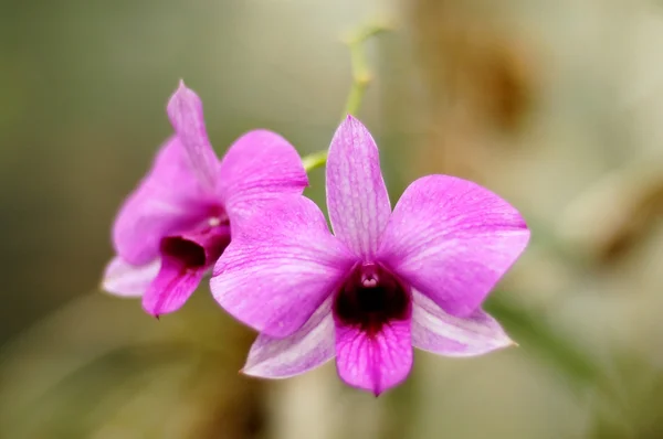 stock image Pink phalaenopsis orchid