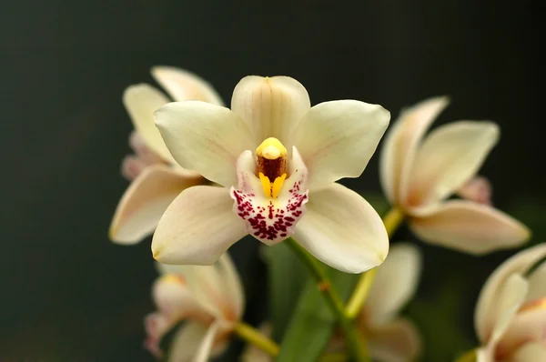 Cymbidium orchid λουλούδια Εικόνα Αρχείου