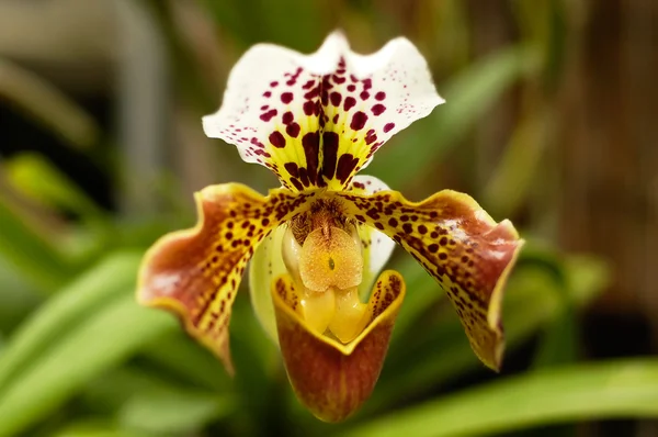 Orchidea paphiopedilum Foto Stock Royalty Free