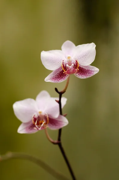 Rózsaszín phalaenopsis orchidea Stock Kép