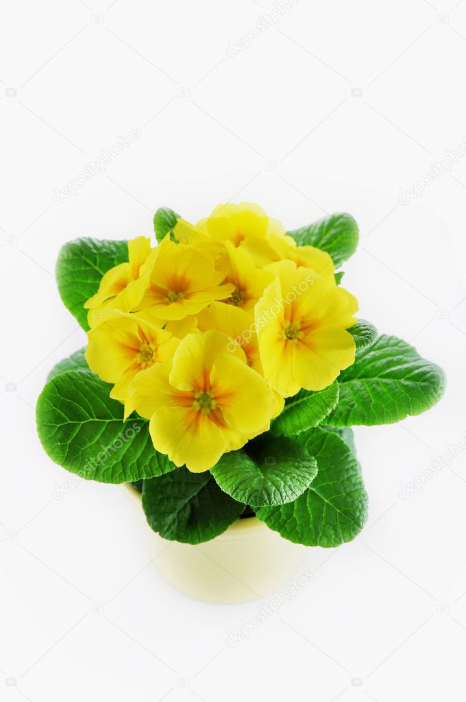 Yellow primrose in pot