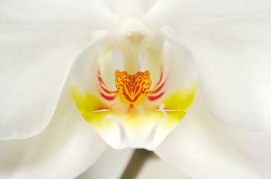 Beyaz phalaenopsis orkide portre