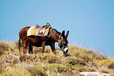 Donkey on Santorini island, Greece clipart
