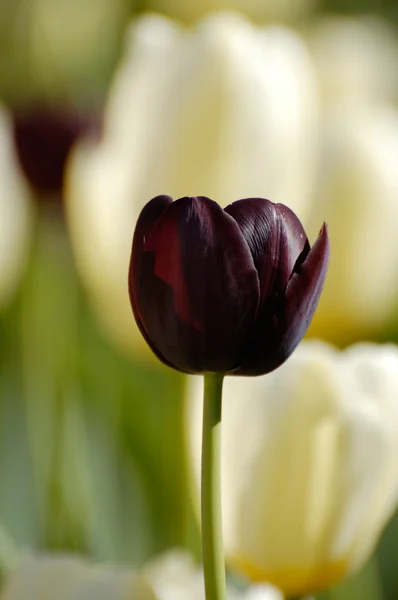 Tulipa púrpura profunda — Fotografia de Stock