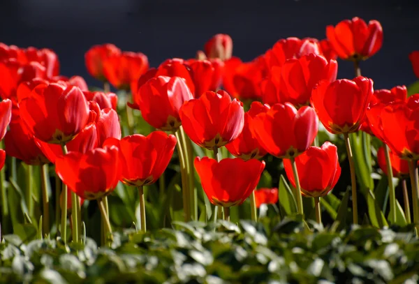 Giardino di tulipani rossi — Foto Stock