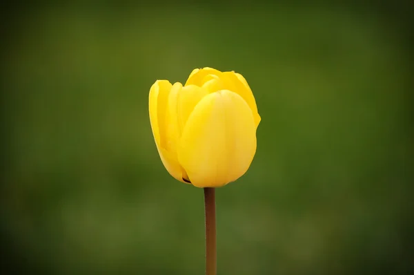 Yellow single tulip — Stock Photo, Image