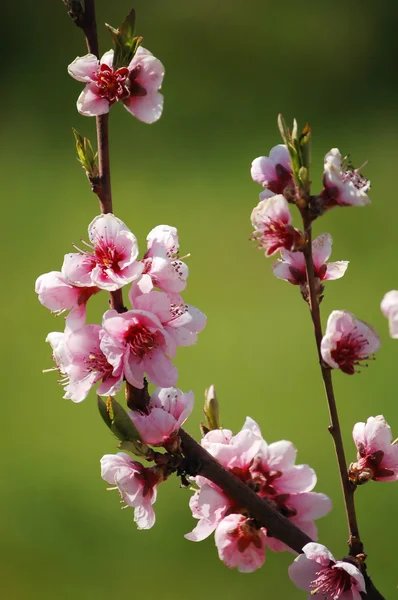Fiori di albicocca rosa — Foto Stock