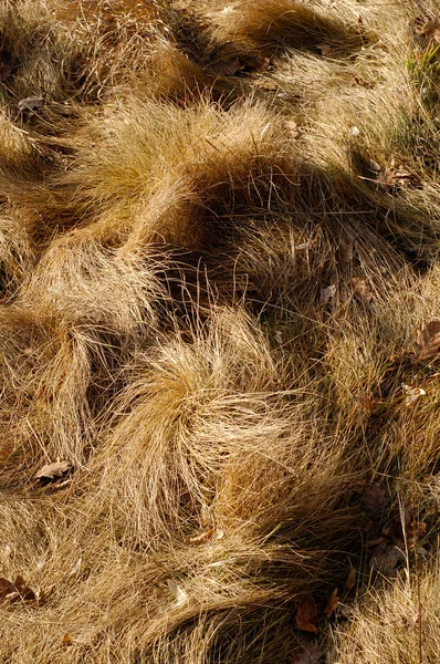 Hierba seca muerta — Foto de Stock