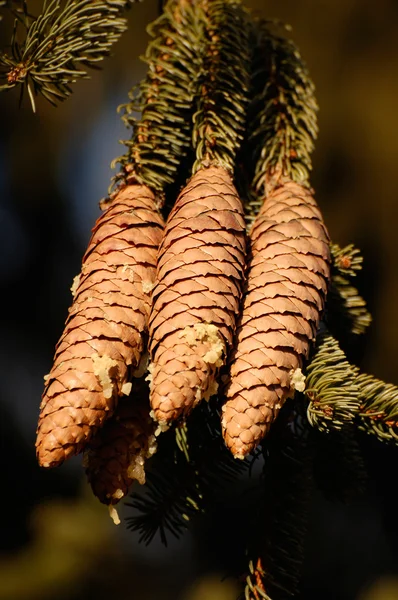 Tres conos de pino — Foto de Stock