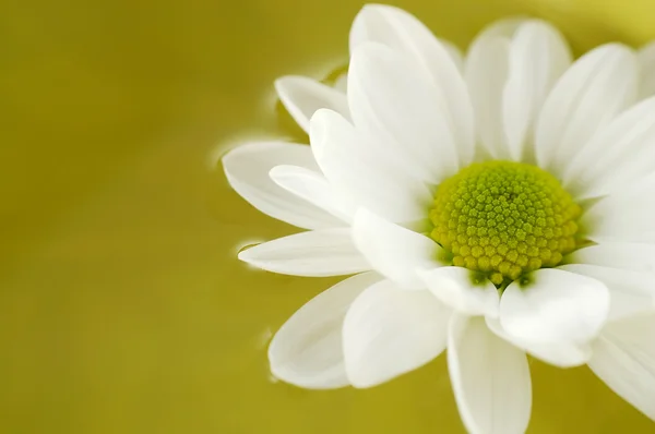 White chrysanthemum flower on water — Stock Photo, Image