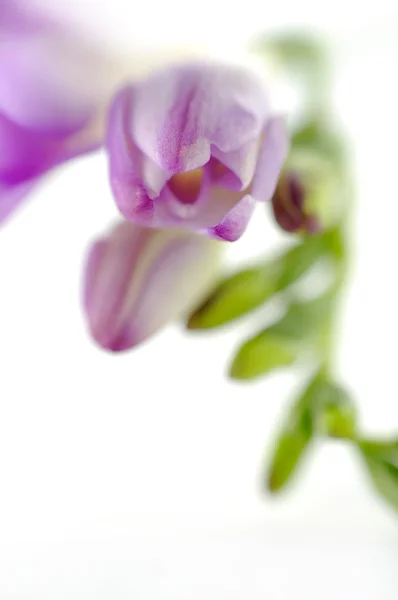 Freesia violet — Photo