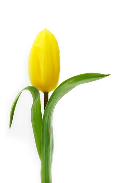 Única tulipa amarela isolada — Fotografia de Stock