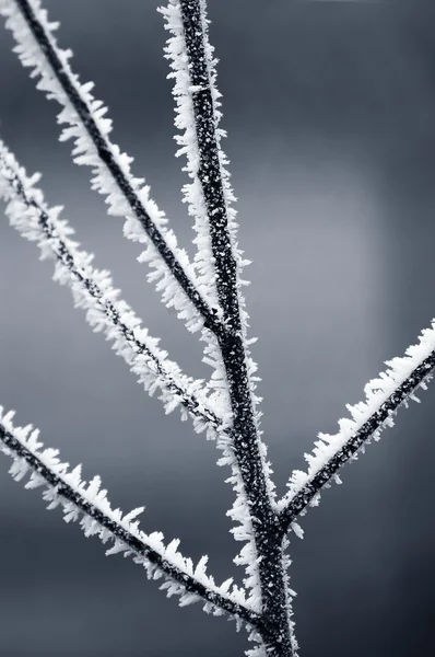 stock image Branches with white frost